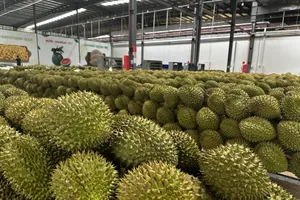 Bộ Nông nghiệp và Môi trường đề xuất rút ngắn thời gian cấp mã số vùng trồng