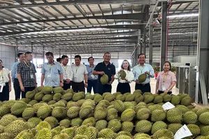 Đoàn công tác của Bộ Nông nghiệp và Môi trường tham quan, kiểm tra tại một cơ sở thu gom sầu riêng xuất khẩu tại tỉnh Đắk Lắk. Ảnh: VĂN GIANG