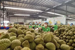 Thu gom sầu riêng xuất khẩu tại tỉnh Đắk Lắk. Ảnh: VĂN GIANG