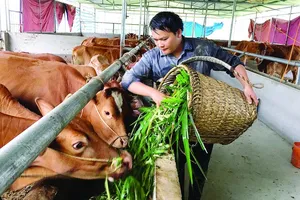Phát triển thương hiệu quốc gia đối với bò H’Mông 