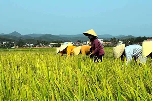 Bộ Nông nghiệp và Môi trường đề xuất nâng ngưỡng thu nhập xác định hộ nông dân có mức sống trung bình, mở rộng diện được hỗ trợ đóng bảo hiểm y tế. Ảnh minh họa: PHÚC HẬU