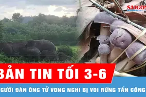 Bản tin tối 3-6: Người đàn ông tử vong nghi bị voi rừng tấn công; 7 người nhập viện cấp cứu nghi ngộ độc nấm