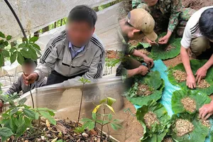 Podcast bản tin tối 8-6: Kon Tum chỉ đạo làm rõ quy trình cấp mã số vùng trồng Sâm Ngọc Linh “bất thường”