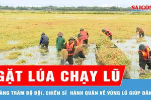 Quân đội hành quân về vùng lũ giúp dân gặt lúa