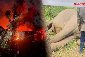 Podcast bản tin trưa 19-7: Cháy lớn xưởng đồ nhựa ở Quảng Ngãi; Gặp nạn trong rừng, một cá thể voi nhà ở Đắk Lắk chết