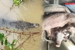 Podcast bản tin tối 26-7: Lâm Đồng: Heo chết số lượng lớn chưa rõ nguyên nhân; Cà Mau: Truy tìm cá sấu sổng chuồng ở kinh Hội