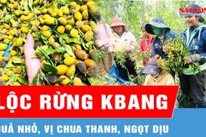 Mùa thu hoạch loại quả được giới yêu ẩm thực săn đón