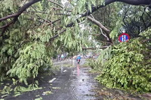 Mưa lớn giờ tan tầm, hàng loạt cây xanh bật gốc