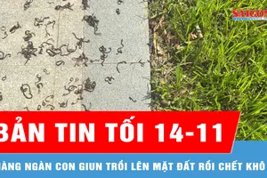 Bản tin tối 14-11: Vì sao hàng ngàn con giun trồi lên mặt đất rồi chết trên nền gạch công viên?