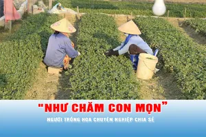 Podcast tin tối 25-11: Người trồng hoa tết phải ở ngay tại ruộng để “cảm nhận thời tiết như hoa”