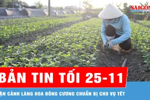 Bản tin tối 25-11: Cận cảnh làng hoa Đông Cương chuẩn bị cho vụ tết 