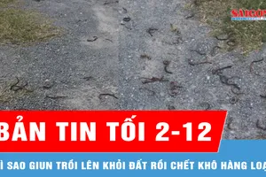 Bản tin tối 2-12: Vì sao giun trồi lên khỏi đất rồi chết khô hàng loạt?