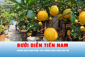 Bưởi Diễn tiến Nam: Nguồn hàng khan hiếm, tiểu thương nhọc nhằn săn tìm