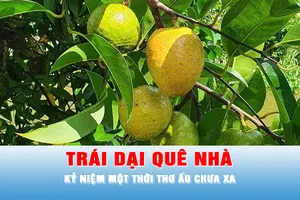 Trái dại quê nhà