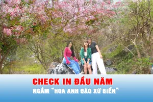Podcast tin tối 11-1: Du khách nườm nượp về phía Đông TPHCM ngắm “hoa anh đào”