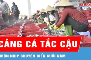 Cảng cá Tắc Cậu nhộn nhịp chuyến biển cuối năm 