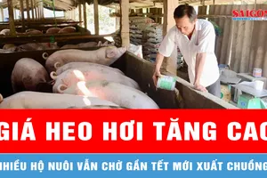 Miền Tây: Giá heo hơi tăng cao, nhiều hộ nuôi vẫn chờ gần tết mới xuất chuồng 