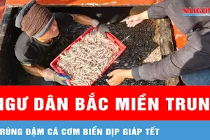 Ngư dân Bắc miền Trung trúng đậm cá cơm biển dịp giáp Tết