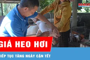 Cận tết, giá heo hơi tiếp tục tăng