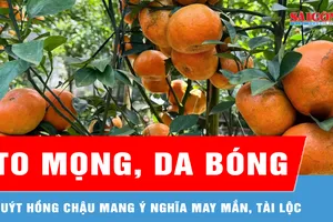 Giá cao, quýt hồng Lai Vung vẫn được khách hàng “săn mua” 