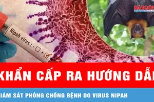 Giáp Tết Bính Ngọ 20226, Bộ Y tế khẩn cấp ra hướng dẫn giám sát phòng chống bệnh do virus Nipah 