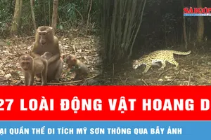 Ghi nhận 27 loài động vật hoang dã tại quần thể di tích Mỹ Sơn thông qua bẫy ảnh