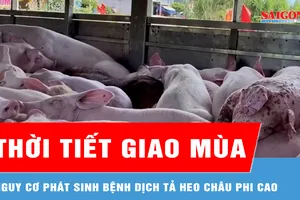 2 tháng đầu năm 2026, cả nước có gần 12.700 con heo chết, buộc tiêu hủy vì dịch 