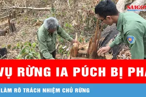 Vụ rừng Ia Púch bị phá: Làm rõ trách nhiệm chủ rừng