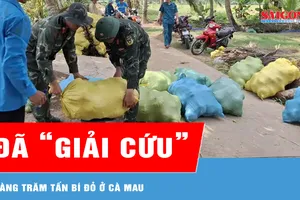 “Giải cứu” xong hàng trăm tấn bí đỏ cho nông dân Cà Mau 