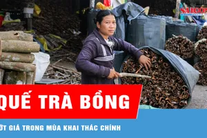 Quế Trà Bồng rớt giá trong mùa khai thác chính 