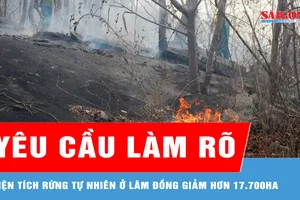 Yêu cầu làm rõ diện tích rừng tự nhiên ở Lâm Đồng giảm hơn 17.700ha