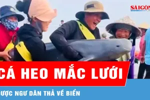 Cá heo mắc lưới được ngư dân thả về biển