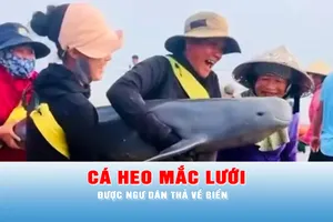 Podcast tin tối 28-3: Cá heo mắc lưới được ngư dân thả về biển