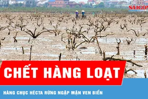 Nỗi lo rừng ngập mặn chết hàng loạt