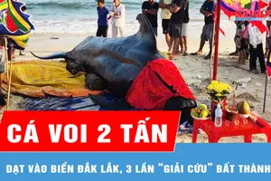 Cá voi 2 tấn dạt vào biển Đắk Lắk, 3 lần “giải cứu” bất thành 