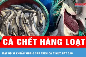 Vụ cá bớp nuôi chết hàng loạt tại đặc khu Lý Sơn: Mật độ vi khuẩn Vibrio spp trên cá ở mức rất cao 