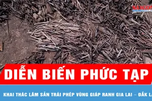 Khai thác lâm sản trái phép vùng giáp ranh Gia Lai – Đắk Lắk: Diễn biến phức tạp