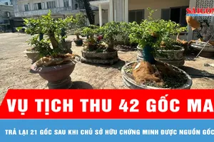 Vụ tịch thu 42 gốc mai ở Côn Đảo: Trả lại 21 gốc sau khi chủ sở hữu chứng minh được nguồn gốc 