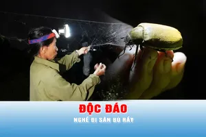 Podcast bản tin chiều 19-4: Độc đáo nghề đi săn bù rầy
