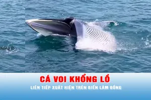 Podcast tin chiều 23-4: Cá voi khổng lồ liên tiếp xuất hiện trên biển Lâm Đồng