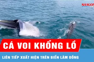 Cá voi khổng lồ liên tiếp xuất hiện trên biển Lâm Đồng 