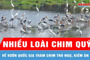 Nhiều loài chim quý về Vườn quốc gia Tràm Chim trú ngụ, kiếm ăn