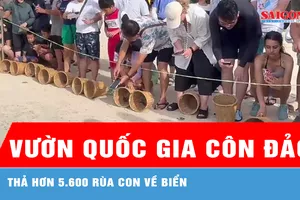 Vườn Quốc gia Côn Đảo thả hơn 5.600 rùa con về biển 