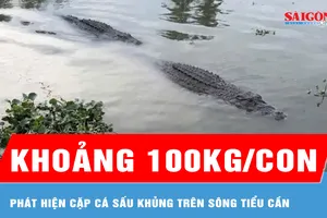Vĩnh Long: Phát hiện cặp cá sấu khoảng 100kg/con trên sông Tiểu Cần