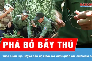 Theo chân lực lượng bảo vệ rừng phá bỏ bẫy thú 