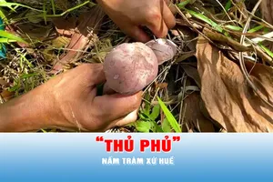 Podcast tin chiều 9-5: Lạc vào “thủ phủ” nấm tràm xứ Huế 