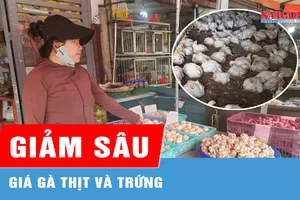 Giá gà thịt và trứng giảm sâu 