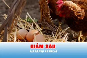 Podcast tin tối 10-5: Giá gà thịt và trứng giảm sâu