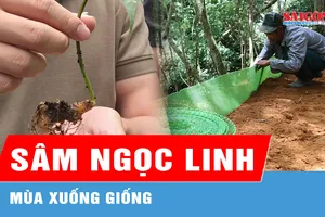 Mùa xuống giống sâm Ngọc Linh