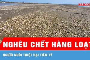 Hà Tĩnh: Nghêu chết hàng loạt, người nuôi thiệt hại tiền tỷ 